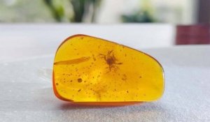 Un crabe vieux de 100 millions d'années a été découvert fossilisé dans de l'ambre