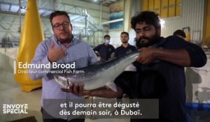 Dubaï : en plein désert, un élevage de poissons de rivière, de mer Méditerranée et du Pacifique