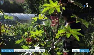 Paris : ils cultivent des fermes florales en pleine capitale