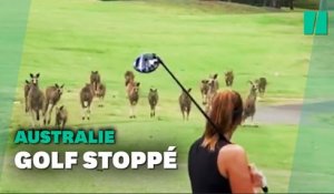 Cet envahissement d'un terrain de golf n'a pu se produire qu'en Australie