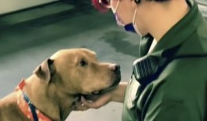 Floride : un chien âgé dont personne ne voulait a enfin été adopté après avoir passé 200 jours au refuge