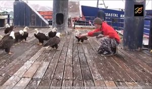 Il nourrit des dizaines d'aigles sauvages sur le quai de ce port