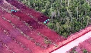 La COP26 veut s'engager à enrayer la déforestation