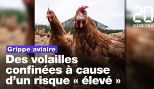 Grippe aviaire: Face à un niveau de risque élevé, les éleveurs vont devoir confiner leurs volailles