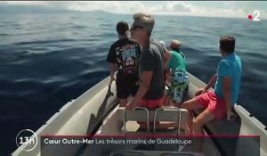 Guadeloupe : à la découverte des dauphins de la mer des Caraïbes