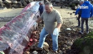Calais : une baleine échouée dans le port remorquée pour être autopsiée