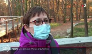 Alsace : promenade sur le tout nouveau "Chemin des Cimes"