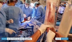 Santé : un ver marin au service des greffes