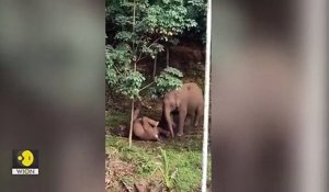 Découvrez les images émouvantes d’une mère éléphante tentant, en vain, de réanimer son petit, électrocuté par des fils électriques en Inde