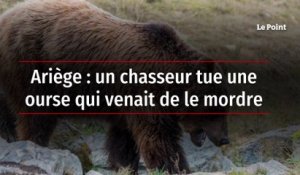 Ariège : un chasseur tue une ourse qui venait de le mordre