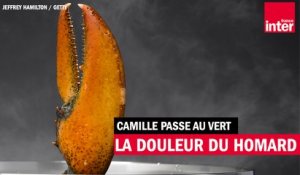 La douleur du homard - Le journal de la planète