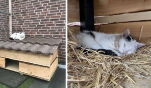 Un couple installe une cabane de jardin pour gagner la confiance d'un chat errant avant de lui offrir un abri pour la vie
