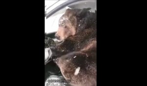 Il retrouve un ours dans sa voiture... vive la Russie