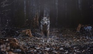 Le retour du loup, l'enquête