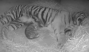 Naissance exceptionnelle d'un tigre de Sumatra au zoo de Londres