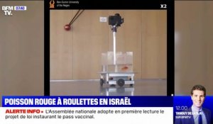 Des chercheurs israéliens réussissent à faire conduire un aquarium mobile à un poisson rouge