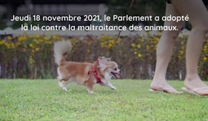 Loi sur la maltraitance animale définitivement adoptée par le Parlement