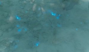 Russie : de la neige bleue bioluminescente découverte dans l'Arctique ?