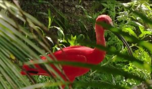 Fenêtre sur les Outre-mer - Guyane : Un zoo exemplaire en Amazonie
