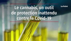 Le cannabis, un outil de protection inattendu contre le Covid-19