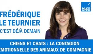 Chiens et chats : la "contagion émotionnelle" des animaux de compagnie