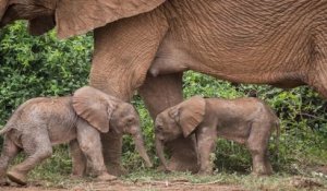 Kenya : une éléphante donne naissance à des jumeaux, un événement rare !