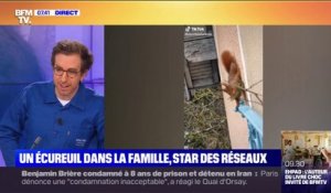 Un écureuil star des réseaux sociaux