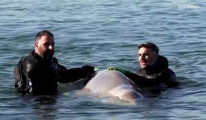 Une baleine blessée s'échoue au sud d'Athènes
