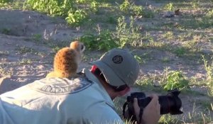 Ce photographe passe un moment magique avec des bébés suricates