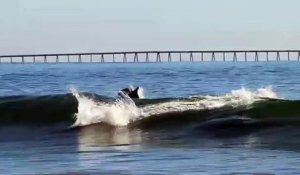 Des dauphins viennent accompagner des surfeurs pour prendre la vague