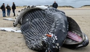 Une baleine à bosse de dix mètres s'échoue sur une plage du Pas-de-Calais