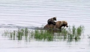 Quand bébé ours fait du rodéo sur le dos de maman ours