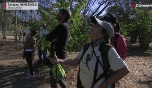 NoComment : un dimanche avec les oiseaux au Venezuela