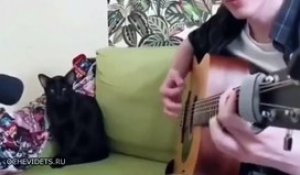 Duo parfait entre un chat chanteur et son maitre guitariste