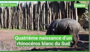 Quatrième naissance d’un rhinocéros blanc du Sud à Pairi Daiza