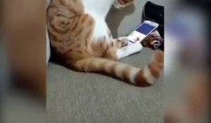 La réaction d'un chat quand il voit sur un téléphone la photo de son maitre décédé