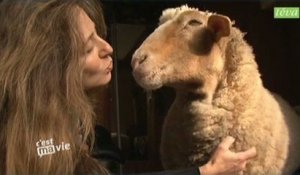 Zapping 6/12 : fusionnelle avec... un mouton