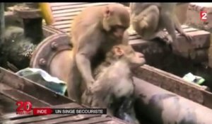 Le zapping du 22/12 : Le héros du jour : Un macaque réanime l’un de ses congénères