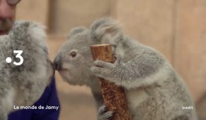 Le monde de Jamy (France 3) Animaux : une affaire de famille