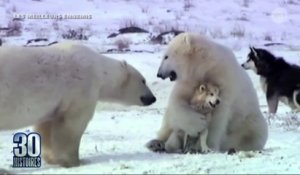 Le zapping du 28/07 : L’incroyable amitié entre des chiens et des ours polaires