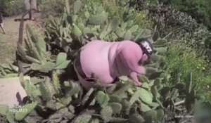 Le zapping du 05/06 : Il se jette totalement nu…dans des cactus !