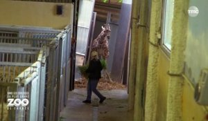 Zoo de Beauval _ dans les coulisses du plus grand zoo de France - girafe tombe