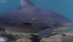 Insolite : Un requin bouledogue capturé par des pêcheurs