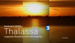 Thalassa - Languedoc-Roussillon : entre mer et lagunes - 11/03/16