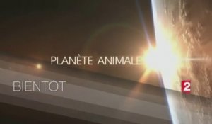 Planète animale (france 2) bande-annonce