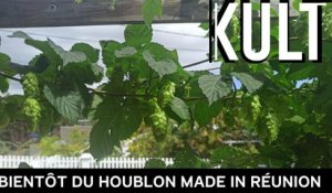 Bientôt du houblon made in Réunion