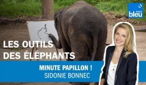 Insolite : les éléphants et leurs outils