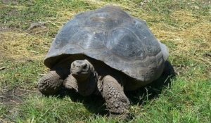 Des tortues géantes, d'une espèce encore inconnue, ont été découvertes dans l'archipel des Galápagos