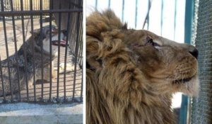 Des associations se sont mobilisées pour faire évacuer un loup et un lion d'un zoo ukrainien