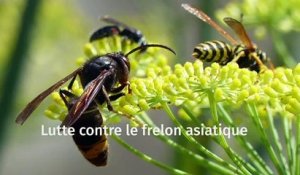 Lutte contre le frelon asiatique en Seine-Maritime